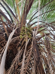 Butia odorata