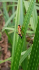 Ctenochares bicolorus