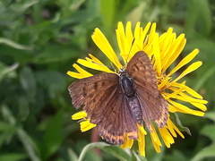 Lycaena alciphron