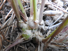 Phalaris coerulescens