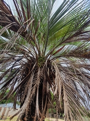 Butia odorata