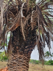 Butia odorata