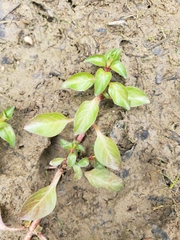 Ludwigia palustris