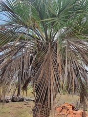 Butia odorata