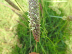 Phalaris coerulescens