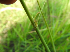 Phalaris coerulescens