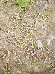 Ludwigia palustris