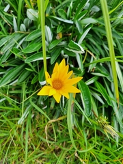 Gazania rigens
