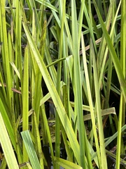 Sparganium americanum