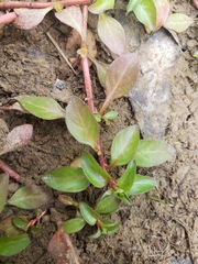 Ludwigia palustris
