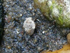 Gelastocoris oculatus