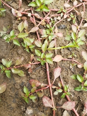 Ludwigia palustris