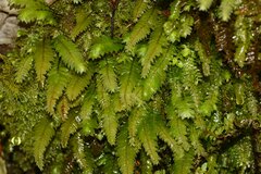 Cyathophorum bulbosum