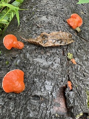 Trametes cinnabarina