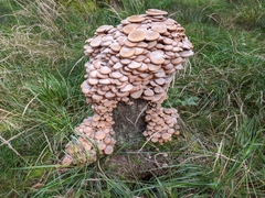 Armillaria mellea