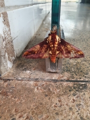 Citheronia phomaranhensis