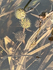 Sparganium americanum