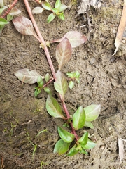 Ludwigia palustris