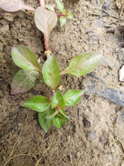 Ludwigia palustris