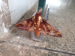 Citheronia phomaranhensis