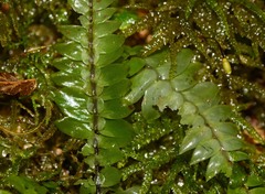 Cyathophorum bulbosum