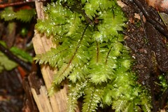 Cyathophorum bulbosum