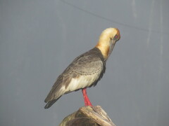 Theristicus caudatus