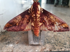 Citheronia phomaranhensis