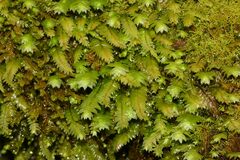 Cyathophorum bulbosum