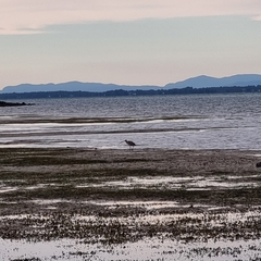 Numenius madagascariensis