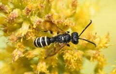 Cerceris nigrescens