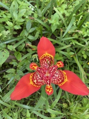 Tigridia pavonia