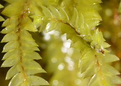 Cyathophorum bulbosum