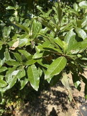 Quercus imbricaria