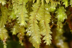 Cyathophorum bulbosum