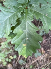 Quercus robur