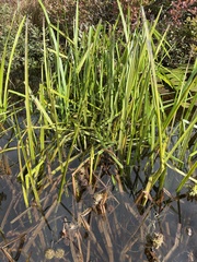 Sparganium americanum