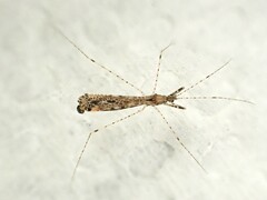 Empicoris