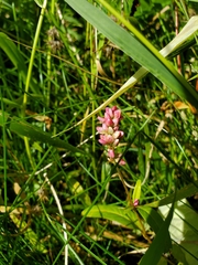 Persicaria pensylvanica