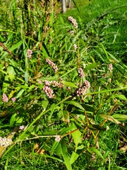Persicaria pensylvanica