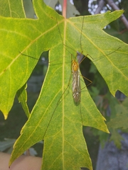 Nephrotoma ferruginea