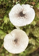 Lepiota phaeosticta
