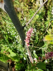 Persicaria pensylvanica