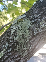 Usnea subfloridana