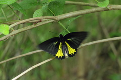 Troides minos