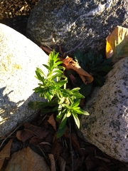 Proserpinaca palustris