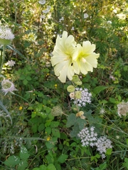 Alcea rugosa