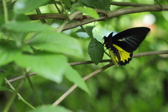 Troides minos