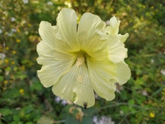 Alcea rugosa