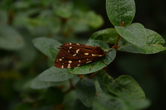 Arctia parthenos